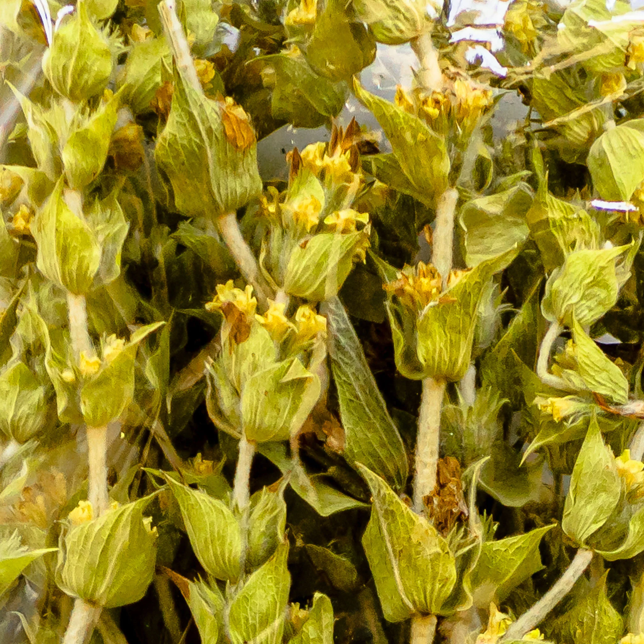 Mount Taygetos Greek Mountain Tea Bunch - Image 4