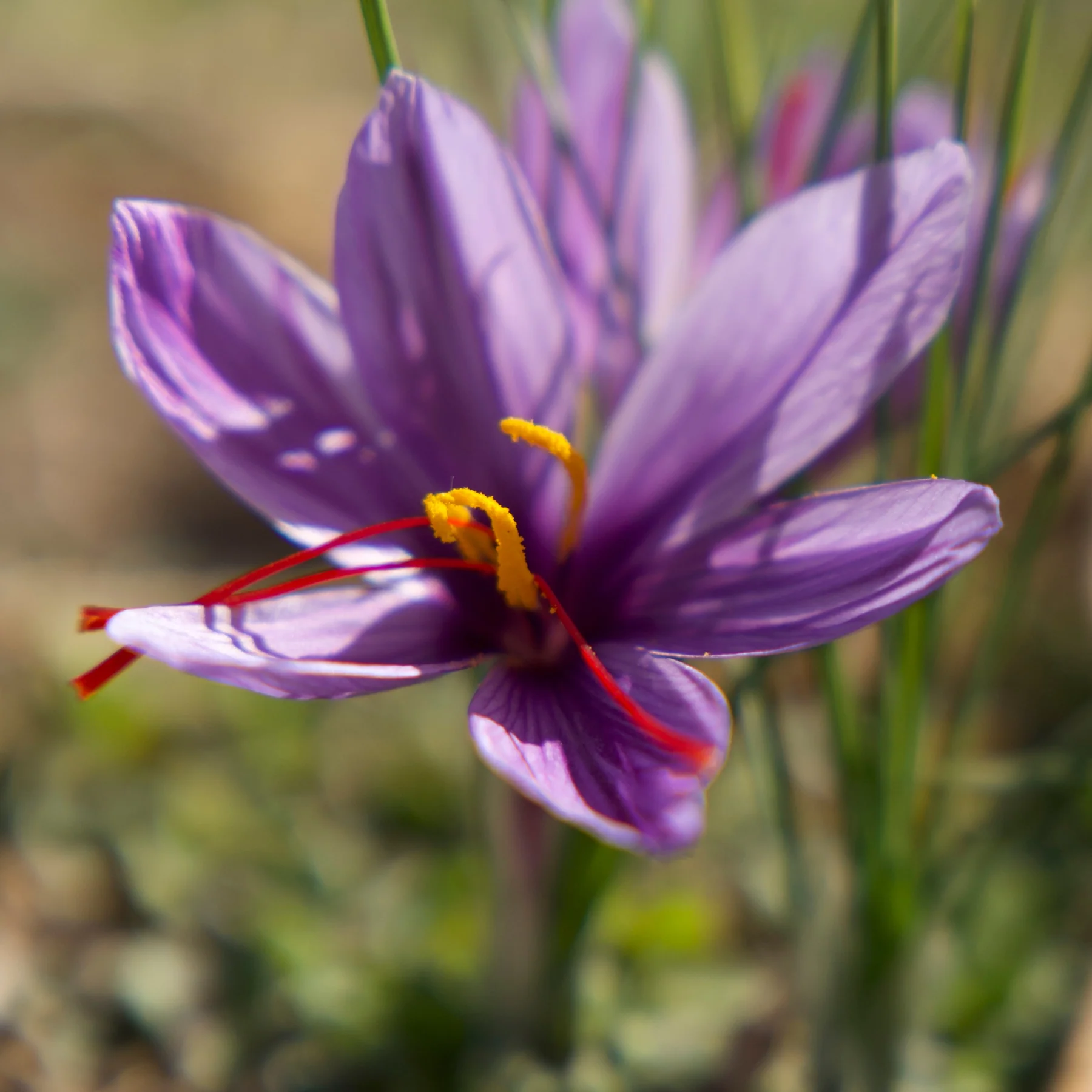 Saffron - Image 8