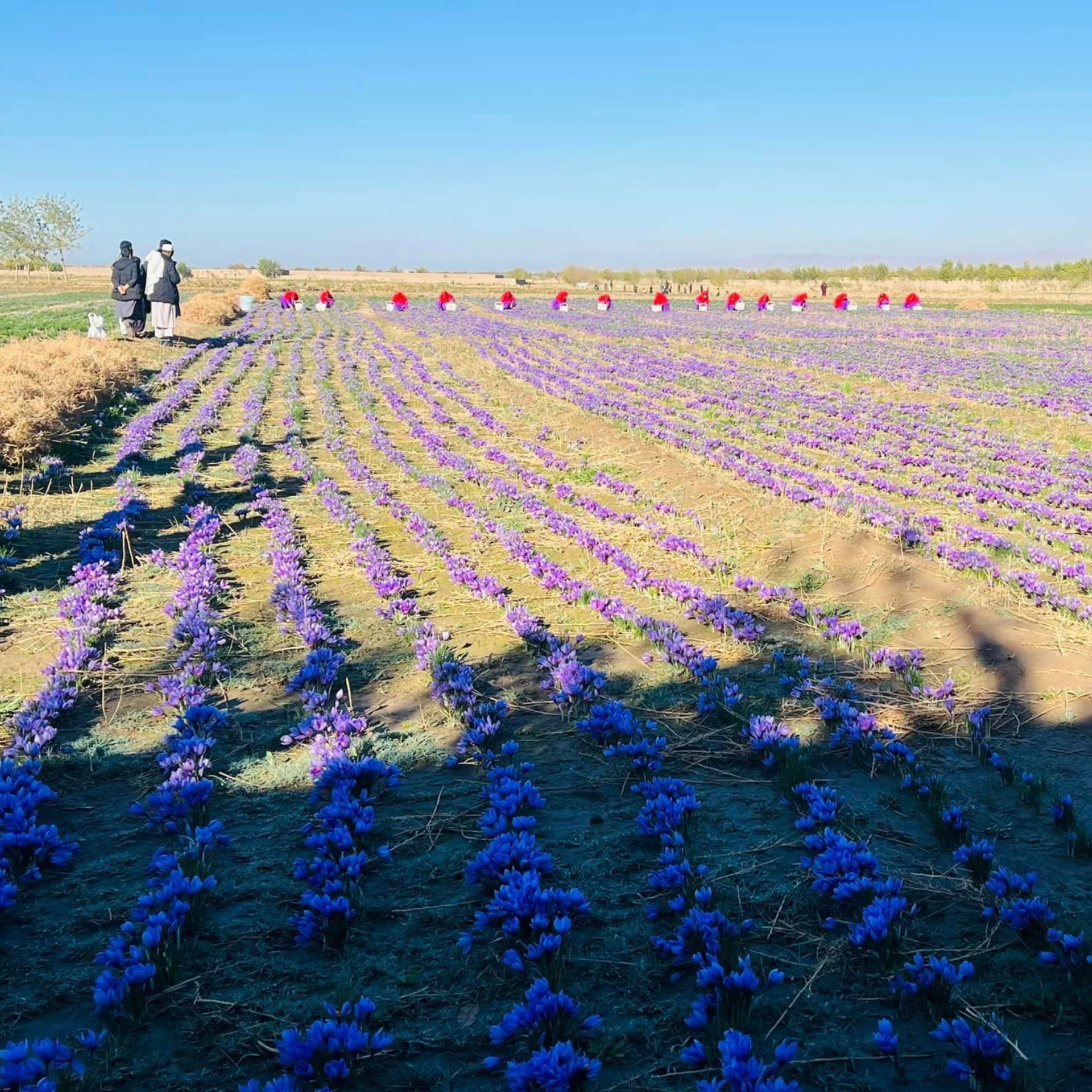 Saffron - Image 9